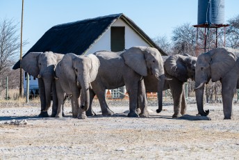 Elefanten am Nxai South Camp