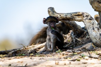 Pavian Baby