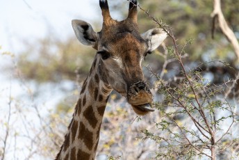 Giraffe: kein bequemes Mahl