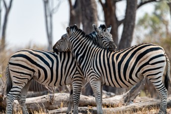 Zärtliche Zebras