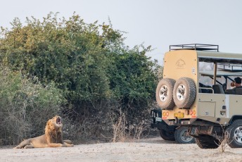 Löwe, von Touristen belästigt