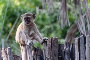 Pavian in Epupa Falls