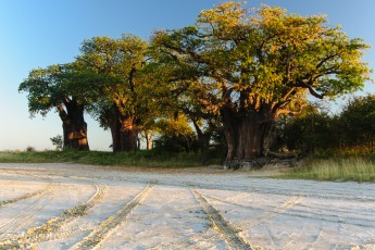 Baines Baobabs in Nxai Pan