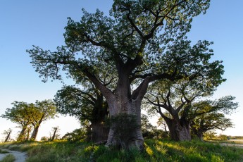 Baines Baobabs in Nxai Pan