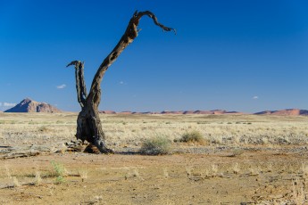 Am Rande der Namib