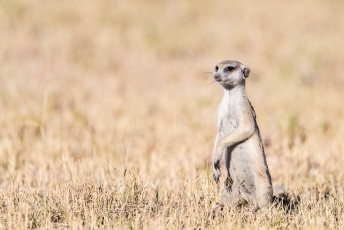 Erdmännchen an der Nwetwe Pfanne