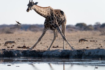 Giraffe beim Trinken