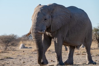 Stattlicher Elefant