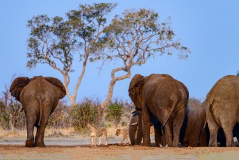 Feinde: Löwen und Elefanten in Savuti