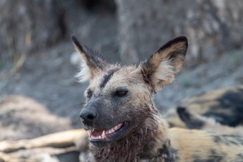 Afrikanische Wildhunde in Savuti