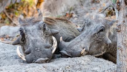 Der Feierabend der Wildschweine (nach einem harten Arbeitstag)