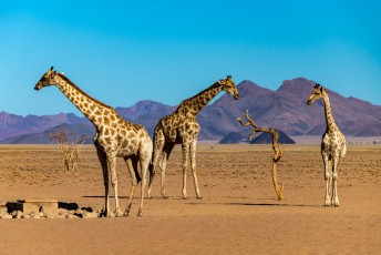 Giraffen am Wasserloch