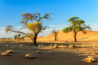 Morgenfahrt in Kanaan