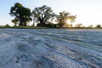 Löwenspuren in Baines Baobabs