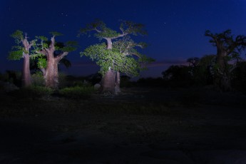 Baobabs in Kubu Island