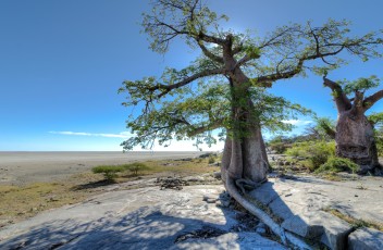 Baobabs in Kubu Island