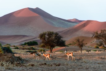 Springbock in Sossusvlei